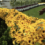 Blanket of Black-Eyed Susans a Rich Preakness Tradition